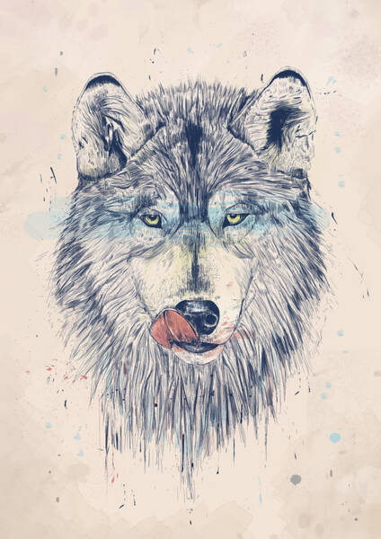 Gray Wolf Licking Its Nose Wall Art