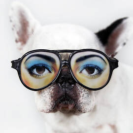 Dog Wear Glasses by Retales Botijero