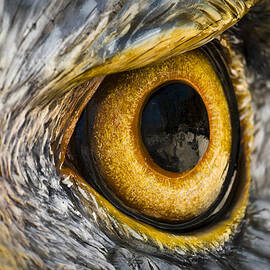 Eagle Eye