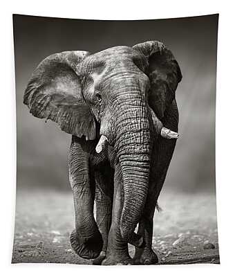 Shop for Animal Tapestries