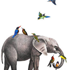 Elephant with birds illustration by Madame Memento