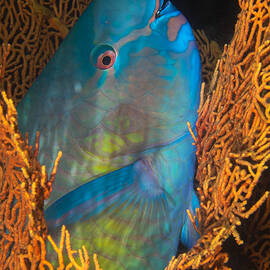Ember Parrotfish by Barathieu Gabriel