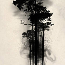 Enchanted Forest by Nicklas Gustafsson