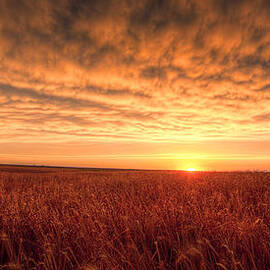 Endless Oz by Thomas Zimmerman