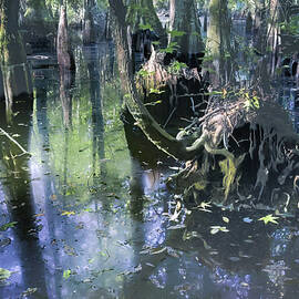 Ethereal Cypress Tree Morning  Reflections
