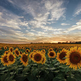 Field of Gold by Scott Bean