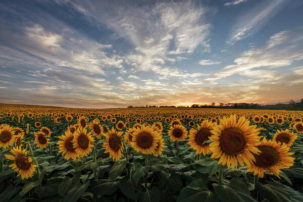 Sunset Over Sunflower Field Wall Art