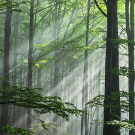 Fleeting Beams by Evgeni Dinev