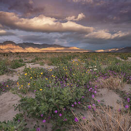 Flowers At Sunrise Near Borrego Springs by William Dunigan