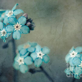 Forget Me Not 01 - s22dt06 by Variance Collections