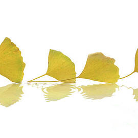 Four leaves, zen autumn still life by Delphimages Photo Creations