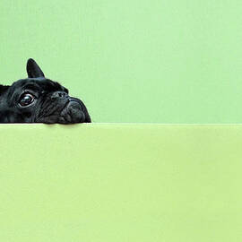 French Bulldog Puppy by Retales Botijero