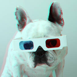 French Bulldog With 3d Glasses by Retales Botijero