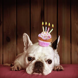 French Bulldog With Birthday Cupcake by Retales Botijero
