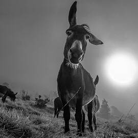 Friend by Alessandro Traverso