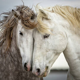 Friends V - Colour by Tim Booth