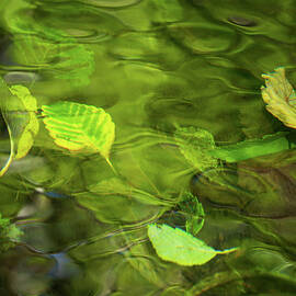 Gentle Forest Ripples