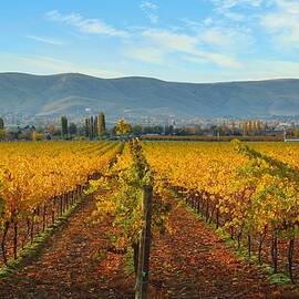 Golden vineyards