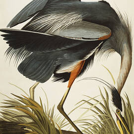 Great Blue Heron by John James Audubon
