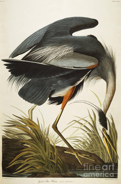 Great Blue Heron in Grass Wall Art