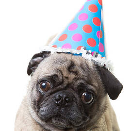 Happy Birthday Pug Card by Edward Fielding