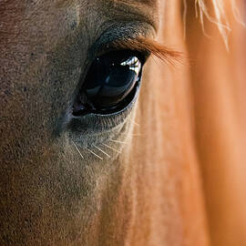 Horse Eye by Adam Romanowicz