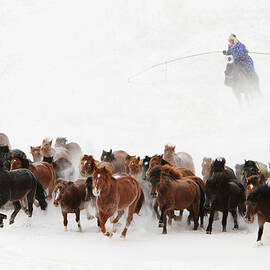 Horse Run In The Snow by Adam Wong