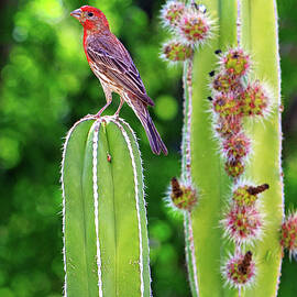 House Finch on Blooming Cactus by Good Focused