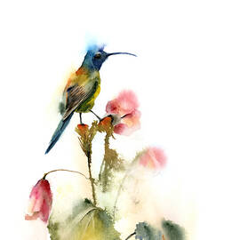 Hummingbird by Olga Tchefranov