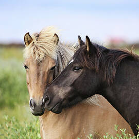 Icelandic Horse by Gigja Einarsdottir