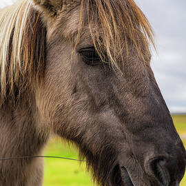 Icelandic Horse The Spirit of the North