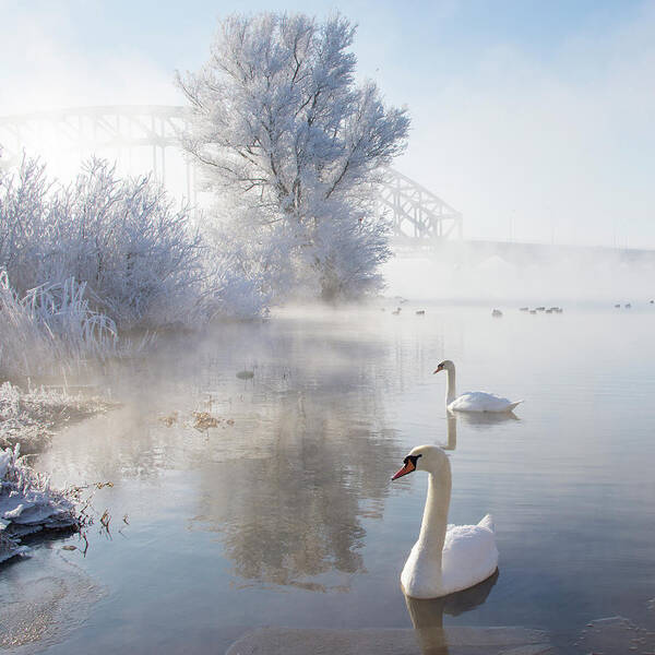 Swans on a Misty Winter Lake Wall Art