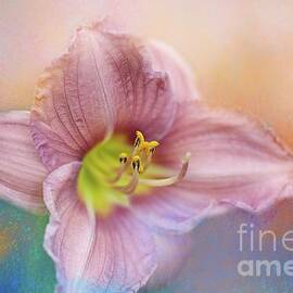Impressionist Daylily by Eva Lechner