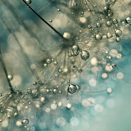 Indigo Sparkles by Sharon Johnstone