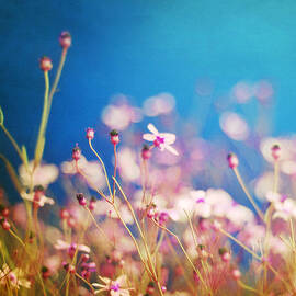 Infatuation in Blue  by Amy Tyler