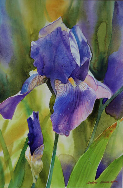 Vibrant Purple Iris in Bloom Wall Art