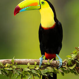 Keel-billed Toucan by Milan Zygmunt
