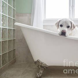 Lab in a Bathtub by Diane Diederich
