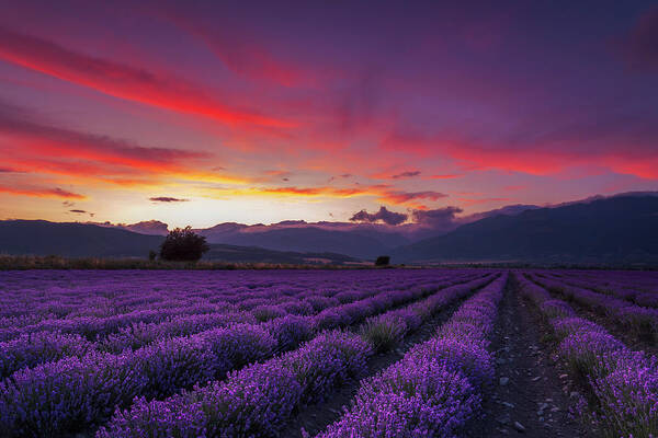 Lavender Fields at Sunset Wall Art