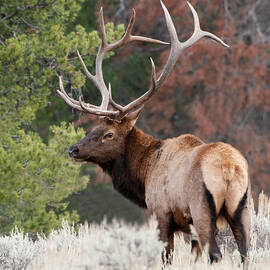 Let the Rut Begin by Sandra Bronstein