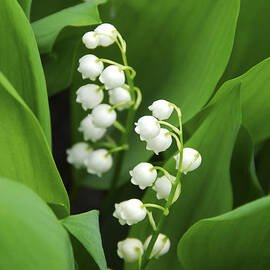 Lily-of-the-valley  by Elena Elisseeva