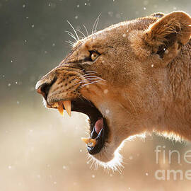 Lioness displaying dangerous teeth in a rainstorm by Johan Swanepoel