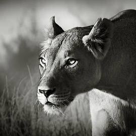 Lioness stalking by Johan Swanepoel