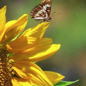 A Single Butterfly On A Single Flower - Color Photography Art Competition