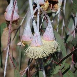 EUCALYPT TREES OR BUDS OR SEEDS OR LEAVES OR FLOWERS  IN AUSTRALIA Art Competition