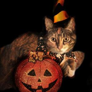 HALLOWEEN KITTY - All Media Art Competition