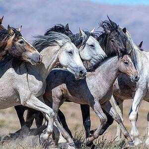 Hooked on Horses Art Competition