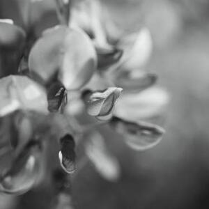 Monochrome Photography Women Only Art Competition