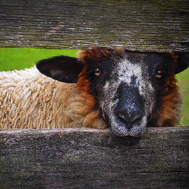 Lookin at Ewe by Skip Hunt