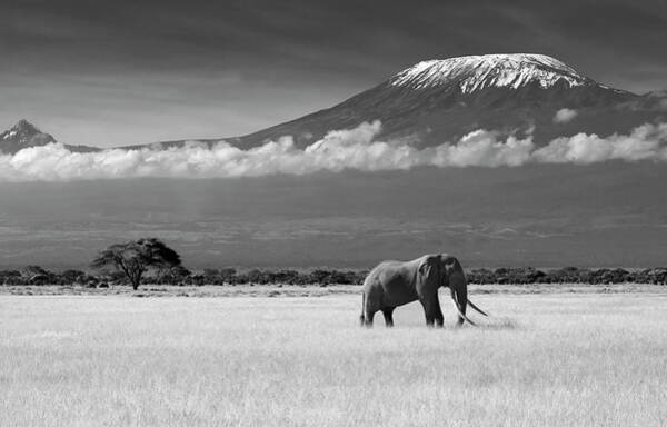 Elephant with Mount Kilimanjaro Wall Art